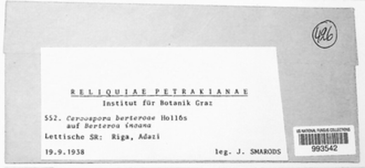 Cercospora berteroae image